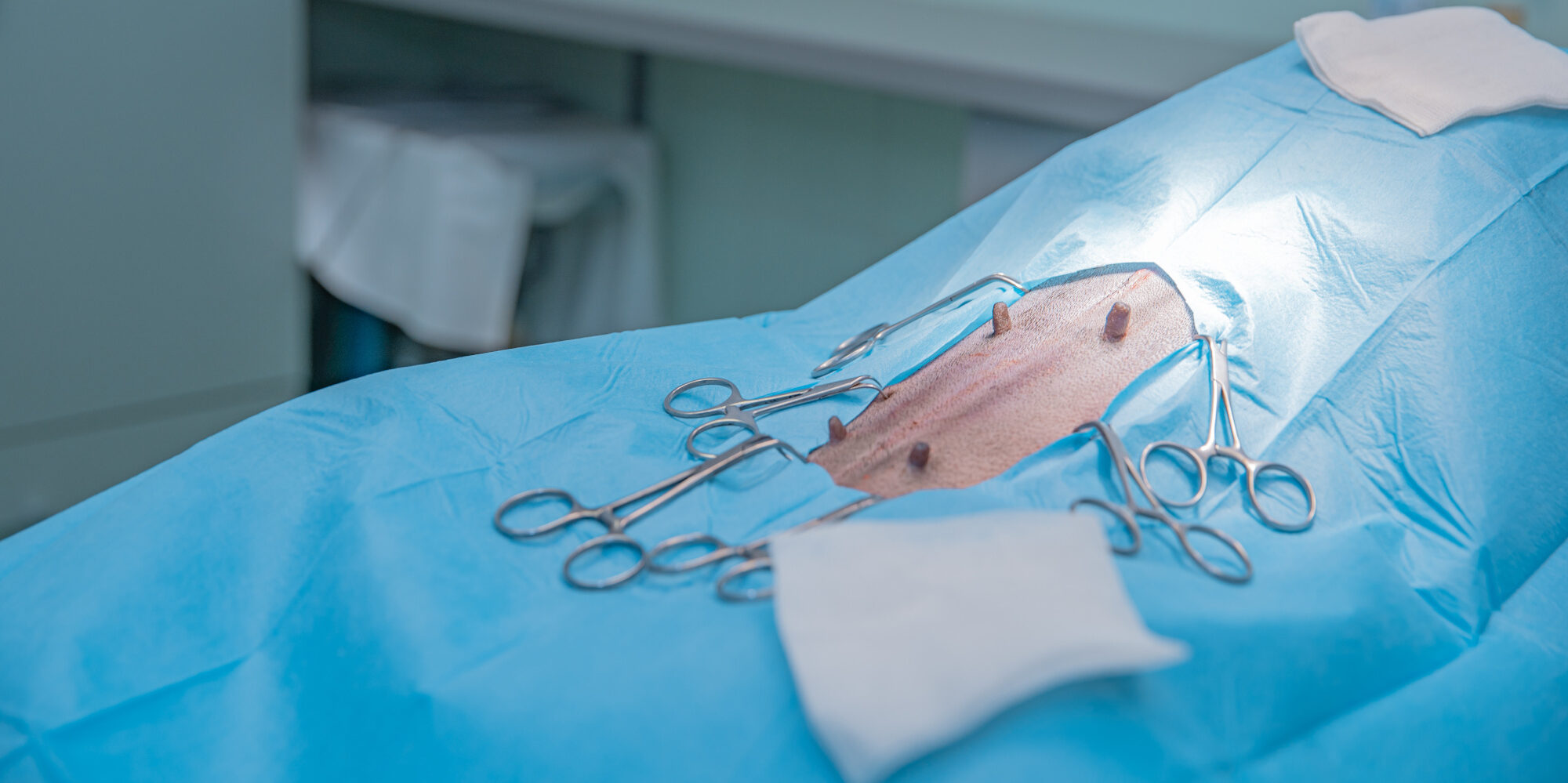 Chirurgie vorbereitete Bauchdecke Hund