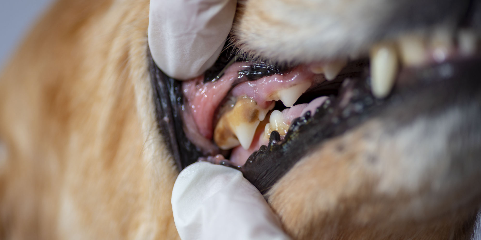 Zahnstein Entfernung - Zahngesundheit für Ihre Tier