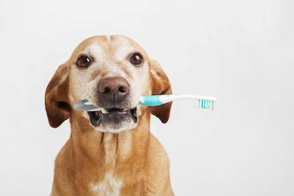 Hund mit Zahnbürste im Maul