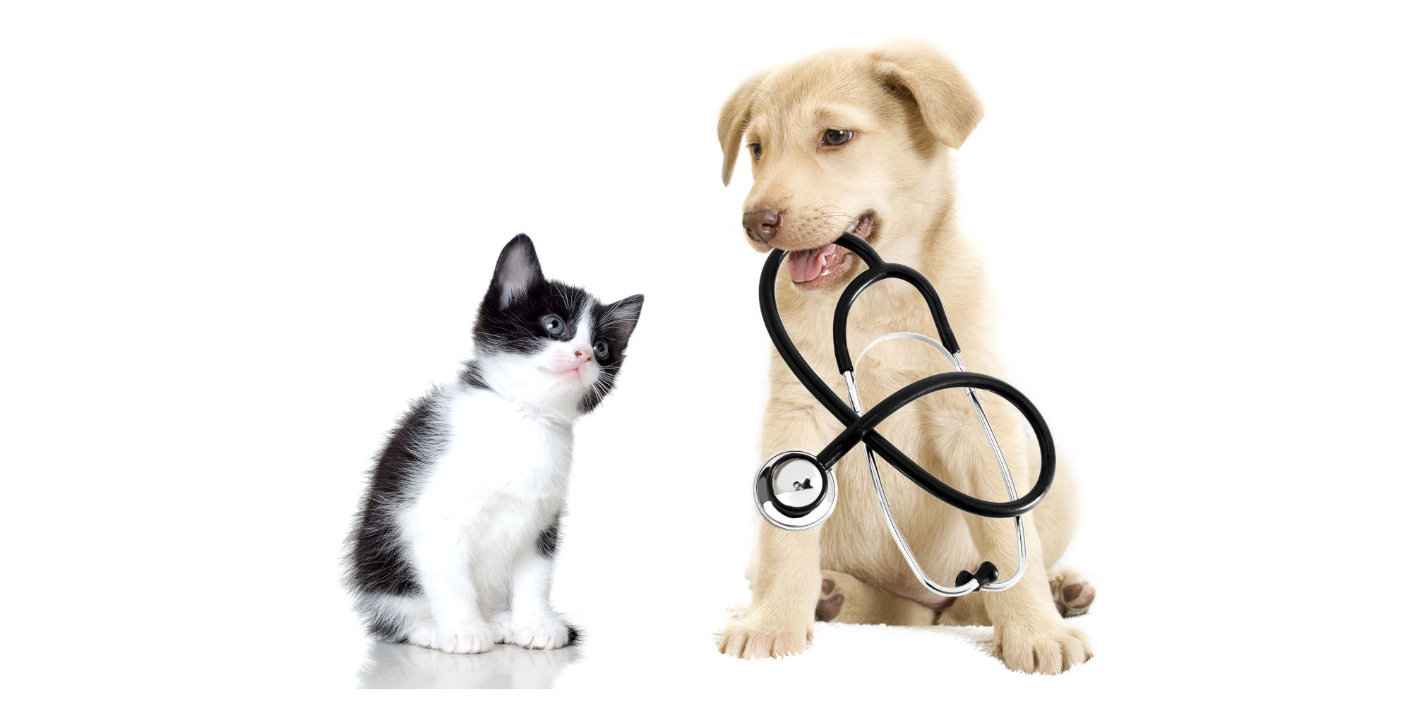 Katzen- und Hundewelpen mit Stehoskop Beratung und Aufklärung Header