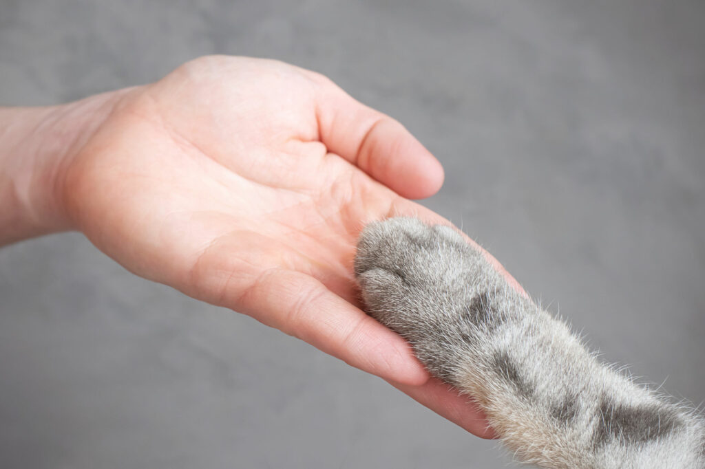 Graue Katzenpfote in Menschenhand