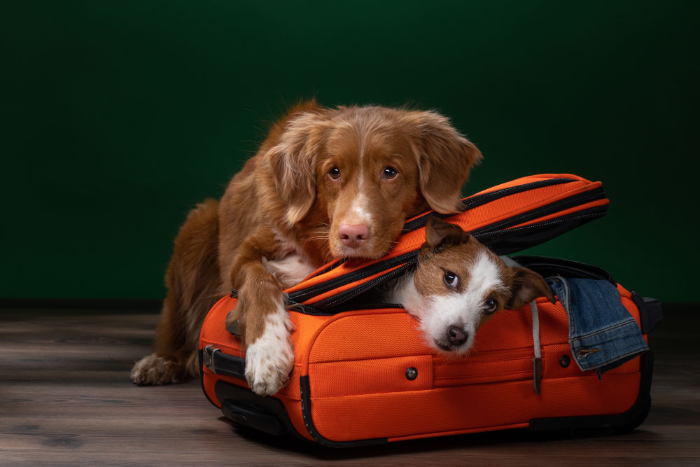 Hunde in und auf dem Koffer